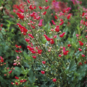 Red Bird in a Bush